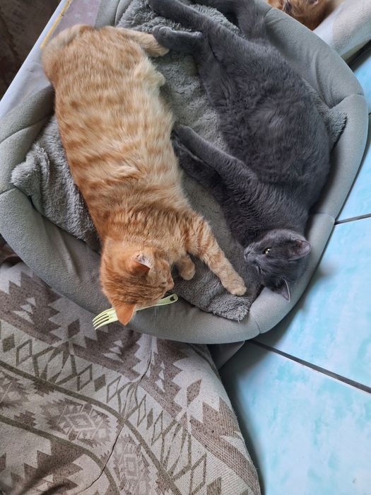 Отдам в хорошие руки