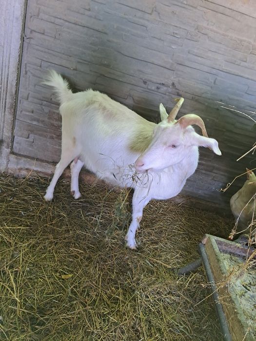 Vand capra metis de sanen