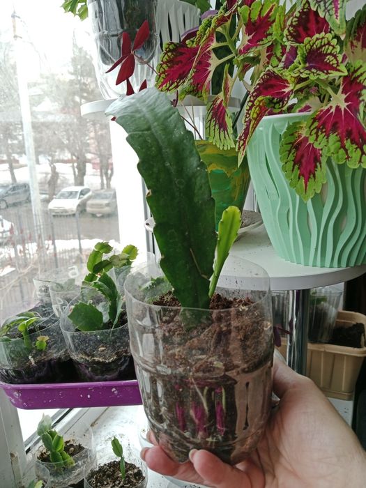 Продам цветок Эпифилум