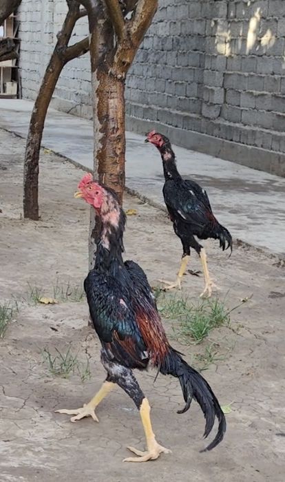 Shamo 100 tali zotlar sotiladi.