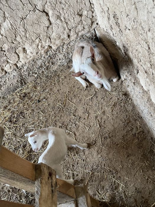 Орыс  алпиский ешкілер лағымен