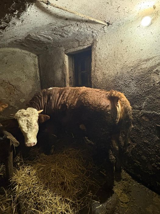 Vând vacă +tauras 7 luni sănătoși