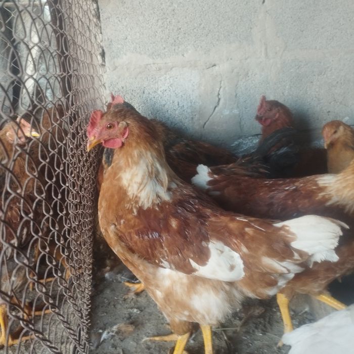 Продам куры домашние