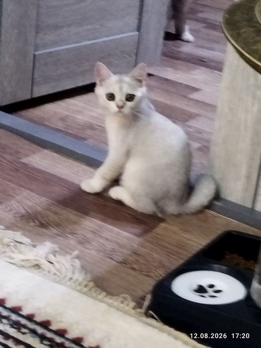 Продаются котята серебряная шиншилла