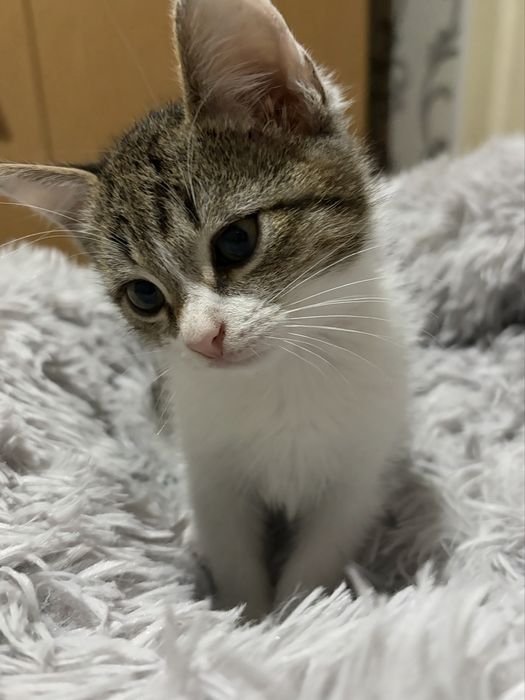 Котята в добрые руки мальчики