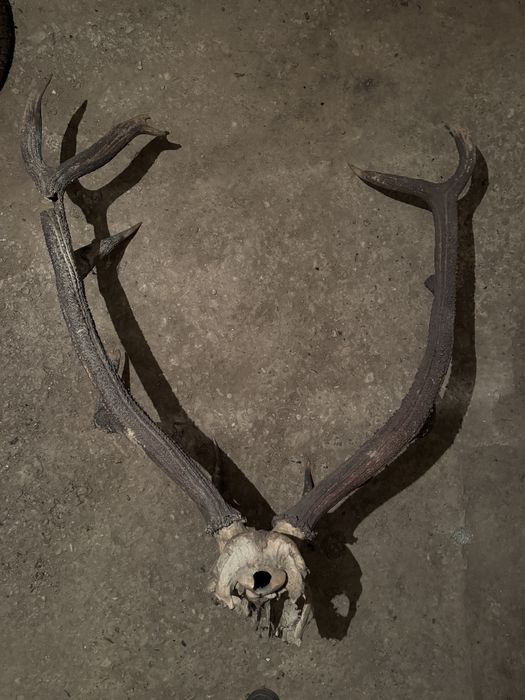 Trofeu coarne de cerb