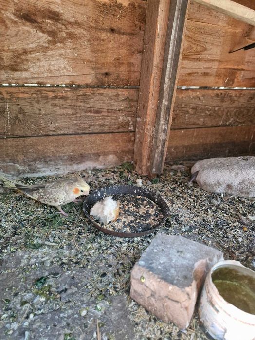 Papagali nimfe de vanzare.