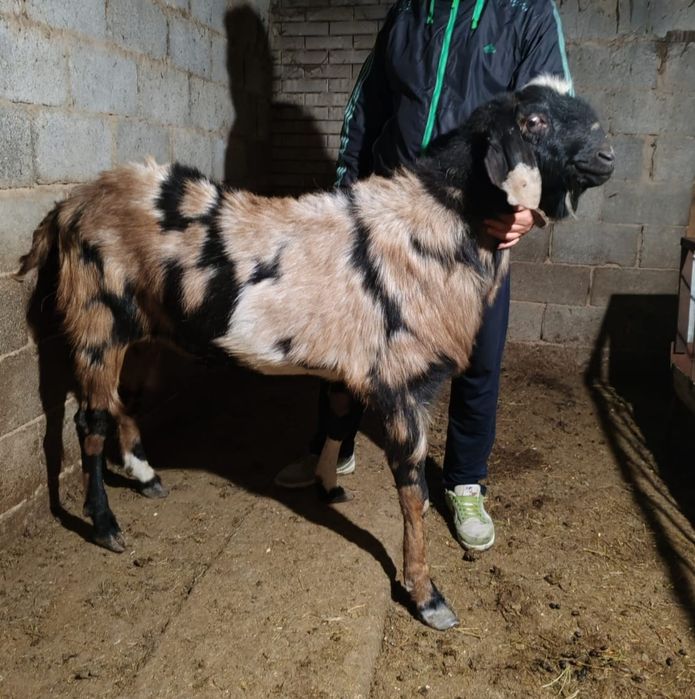 ешкы теке лактар