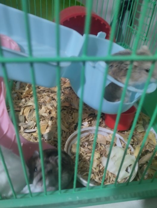 Джунгарики хомячки