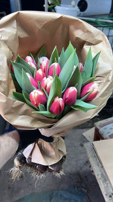 Голландские тюльпаны оптом