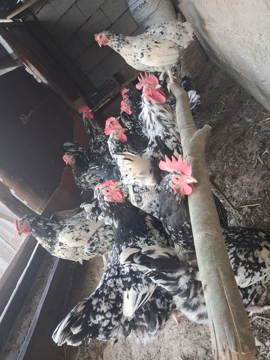 Австролорп мраморный 500тг