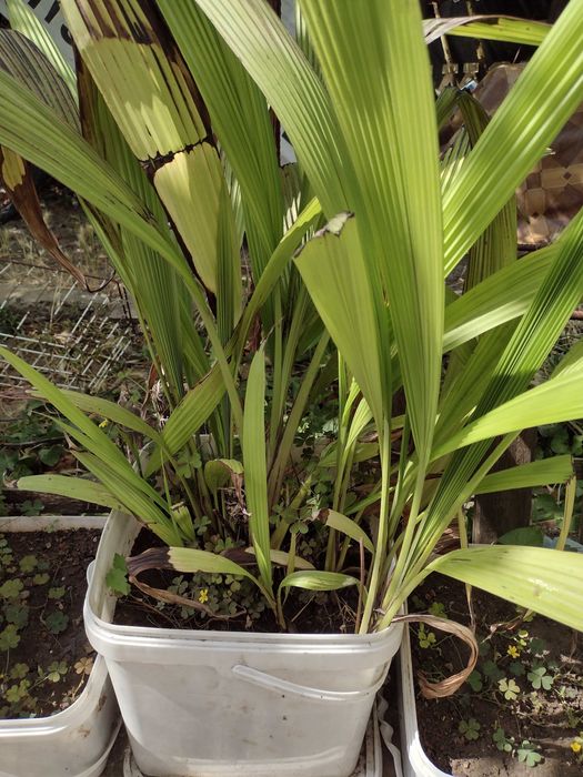 Промоция. : Молинерия ,  Палмова трева