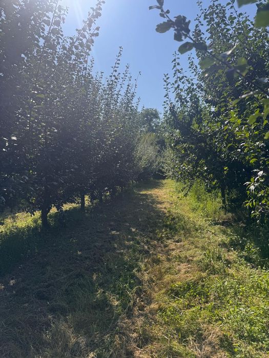 Prune de vazare - Mai multe soiuri, atat de masa cat si  pentru tuica