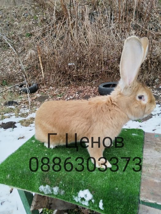 Продавам зайци  великани