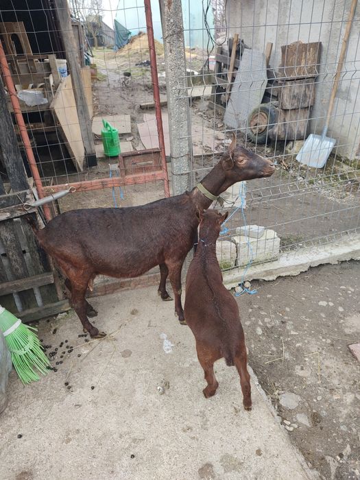 Vând ieduță murciană