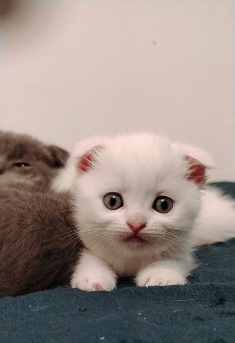 Белые шотландские вислоухие котята