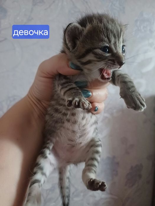 Котята метисы отдам