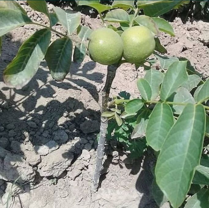 Тоза интинсиб ва полкарлик кучатлар