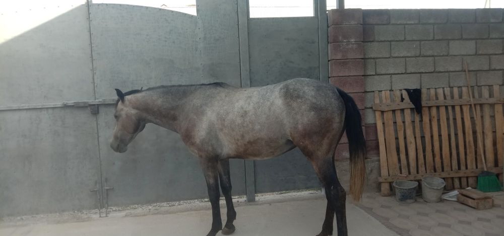 Ат сатылады багасы миллион биржуз