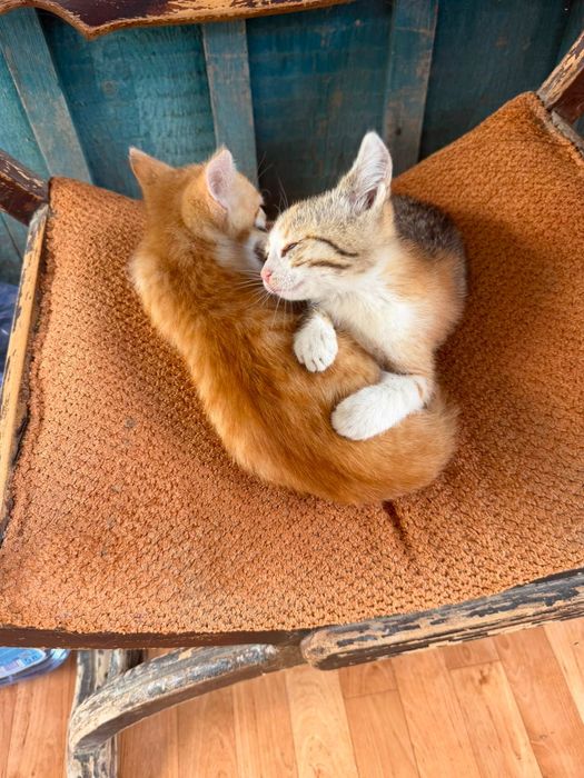 В добрые руки отдам котят