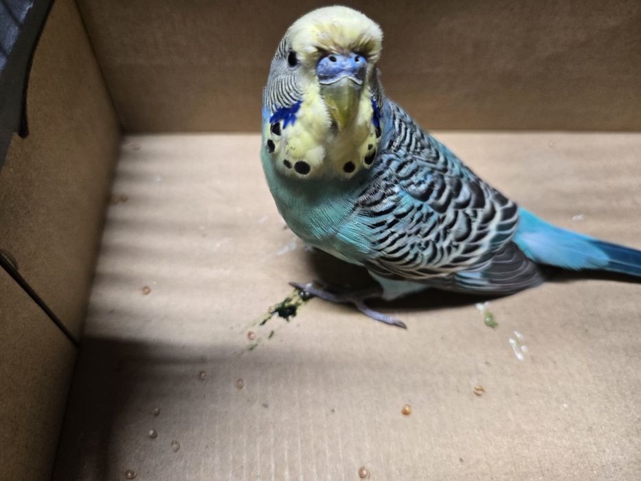 Papagali peruși de vânzare