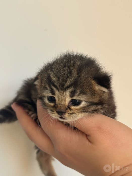 Скотиш фолд девочка