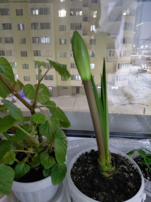 Комнатные цветы, разные.