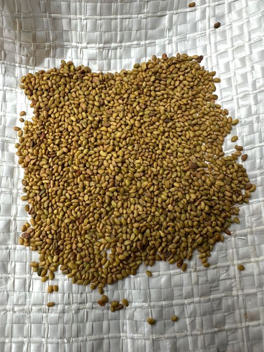 Samanta Lucerna Certificata