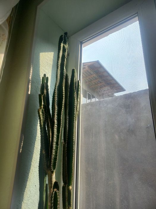 Qush amadinka bonus gul