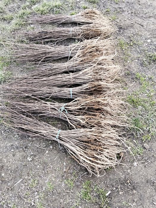 Puieți pin molid brad