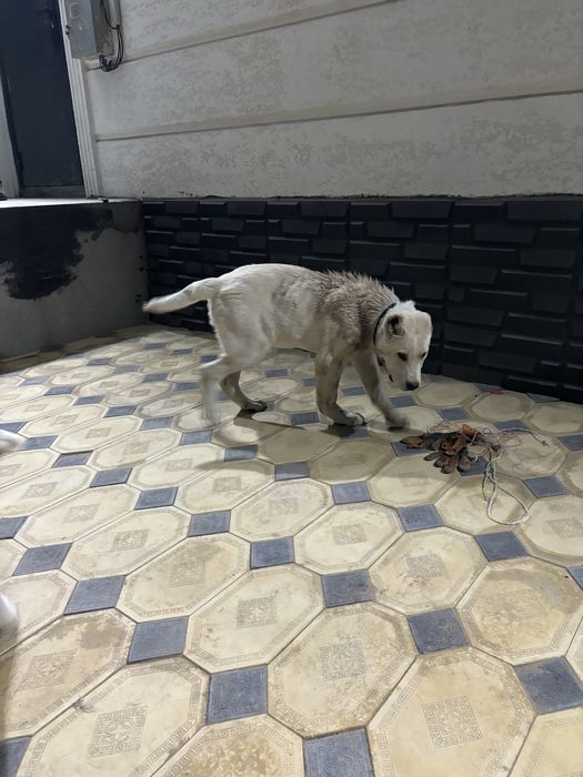 щенки тобет боец