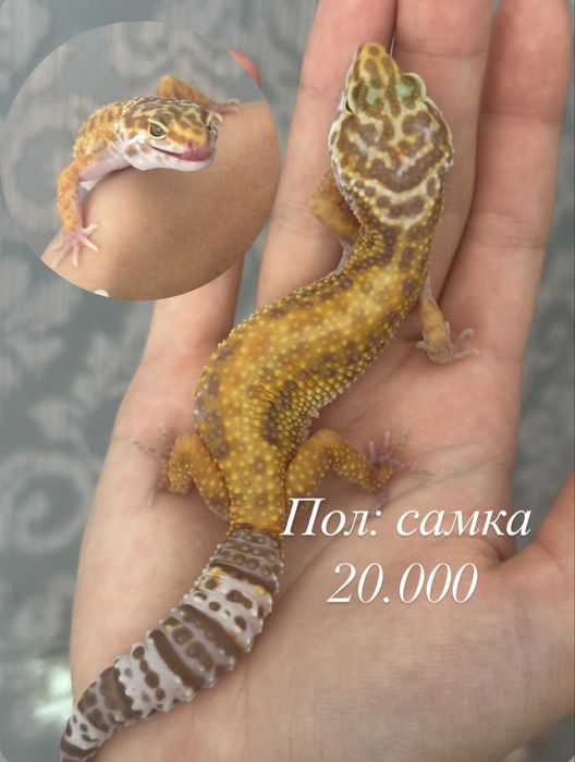 Малыши эублефаров