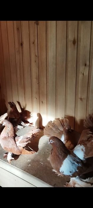 Продам голубей