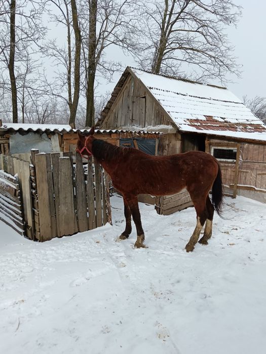 Vând  cal castrat și taur bun pentru creștere