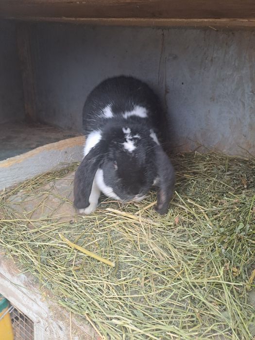 Vând iepuri Berbec german