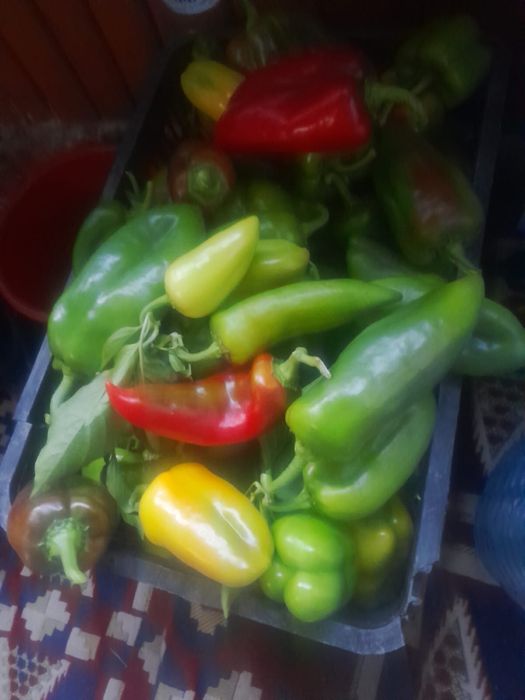 Продам перец дачный