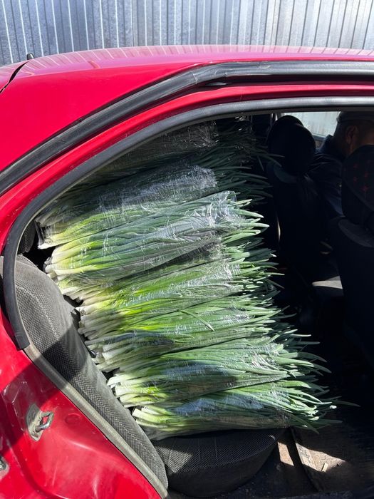 лук зеленый местный