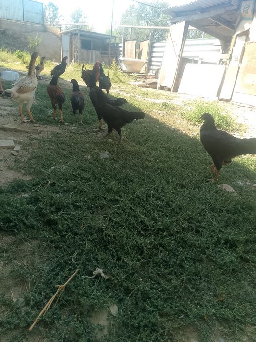 Продам цеплять дакана