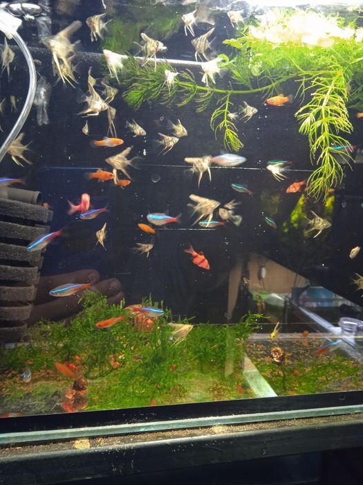 Рыбки мирные. Растения. .
