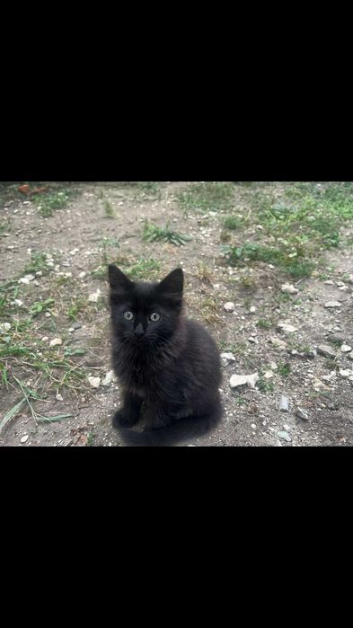 Красиви котенца си търсят дом