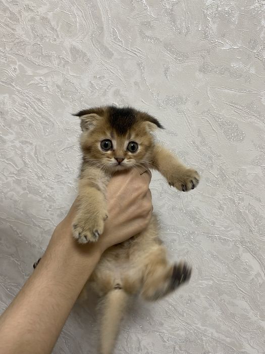 Золотая шиншилла