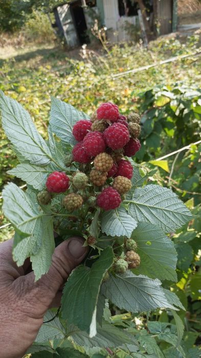 Продам рассаду малины