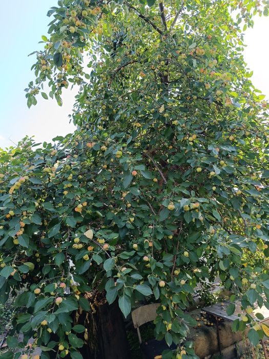 Дача в обществе природа.