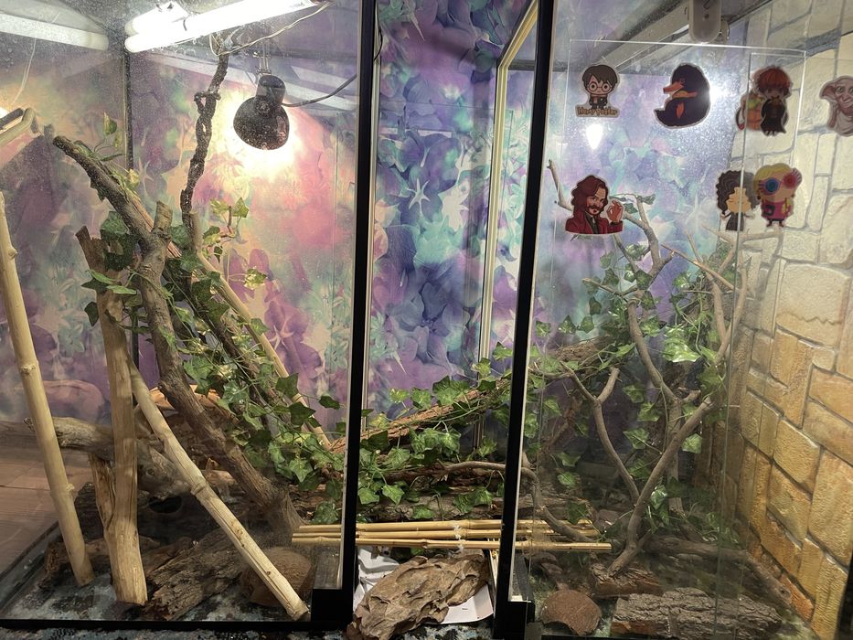 2 террариума с наполнением