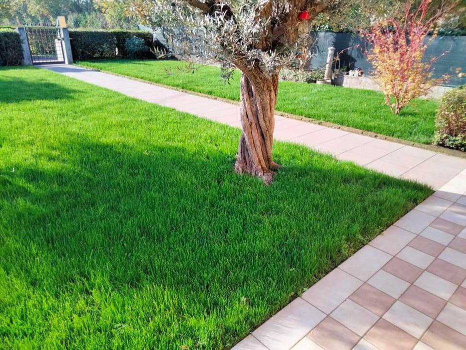 GAZON RULOU Sport - Craiova