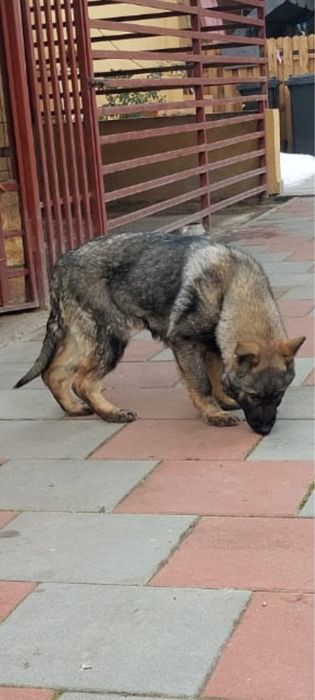 Ciobanesc German femela cu carte de origine romana