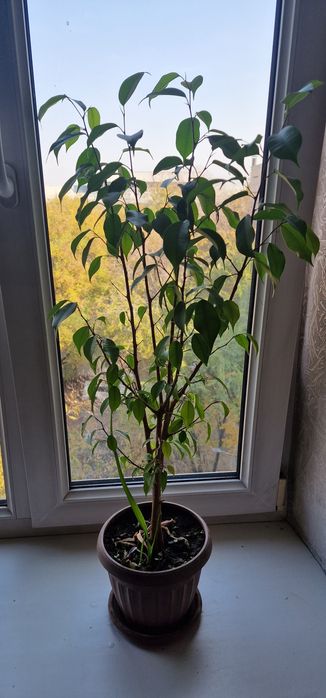 Фикус Бенджамина