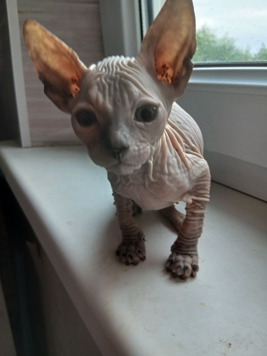 Продам милых котят.