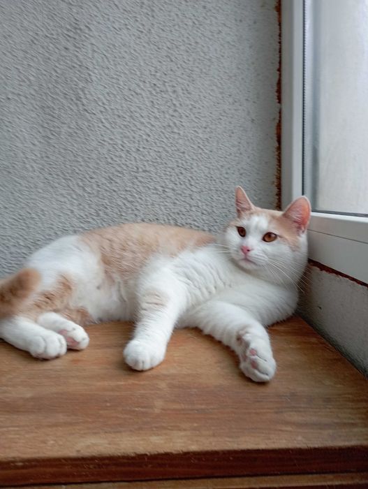 Принц на 1г. 3мес.