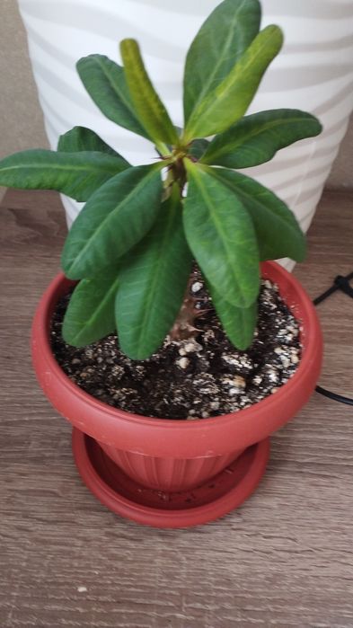 Молочай миля крупноцветковый,  район Евразии